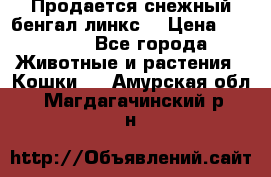 Продается снежный бенгал(линкс) › Цена ­ 25 000 - Все города Животные и растения » Кошки   . Амурская обл.,Магдагачинский р-н